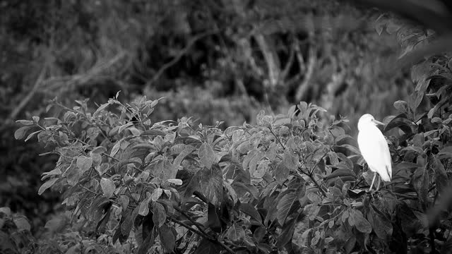 Black and white bird tree