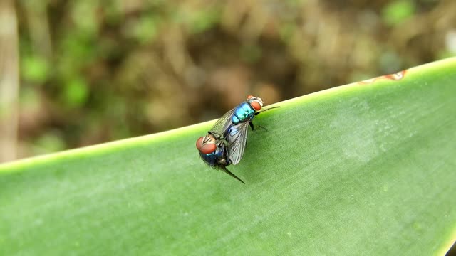 Insects flies nature