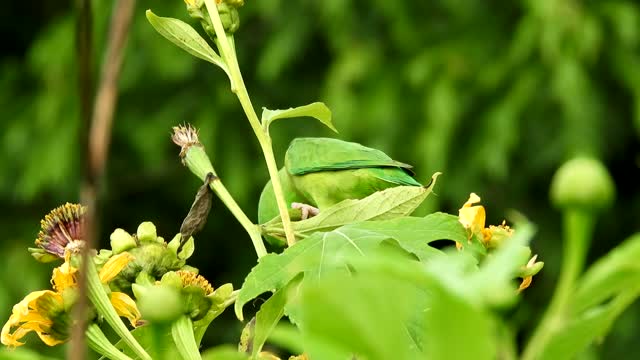 Plant branches colombia