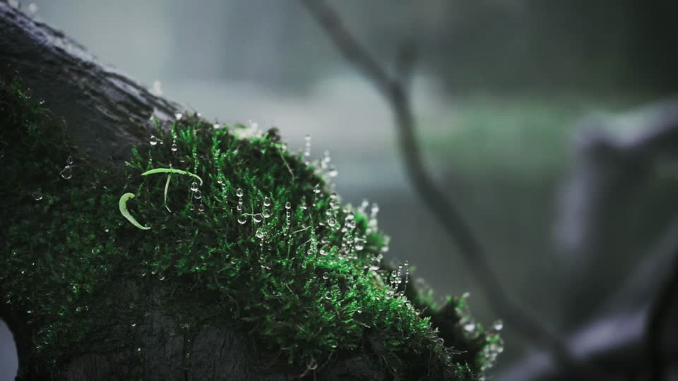 Moss green natural