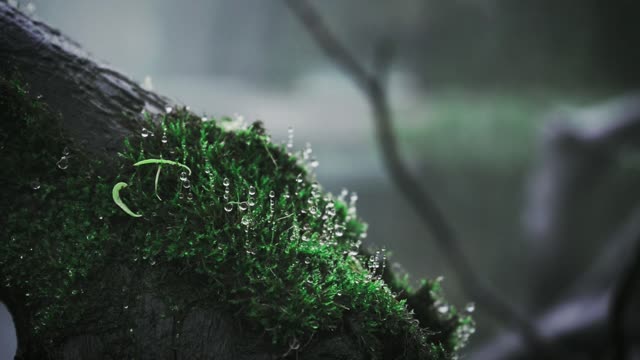 Moss green natural
