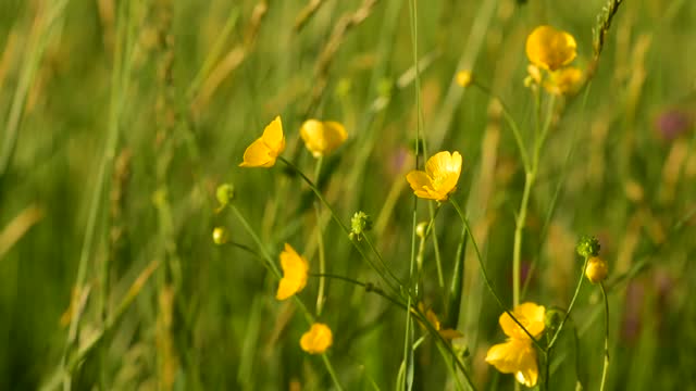 Meadow summer meadow nature