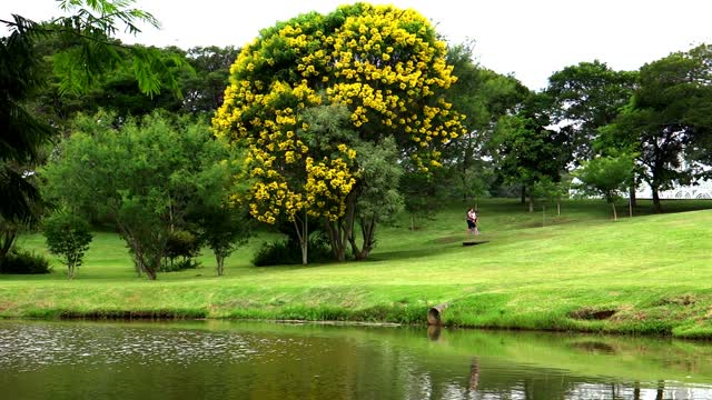 Lake tree park