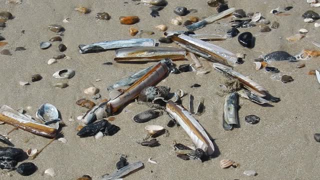 Shellfish sand stones