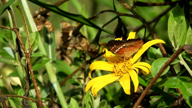 Nature flower plant