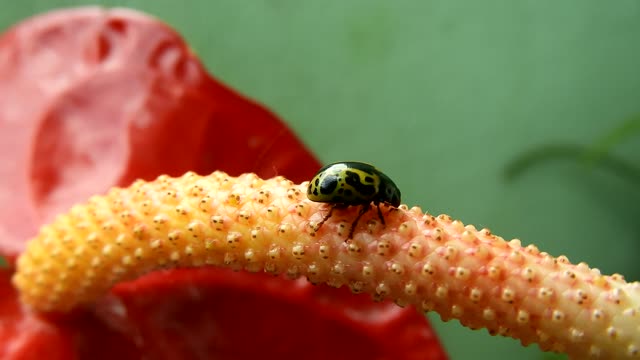 Yard insect ladybug