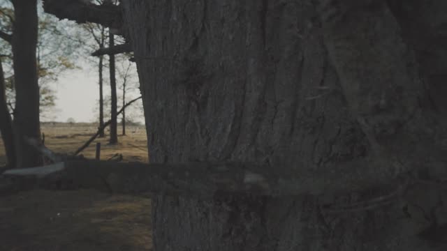 Sheep trees nature