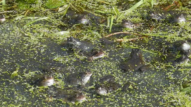 Frog frogs amphibian