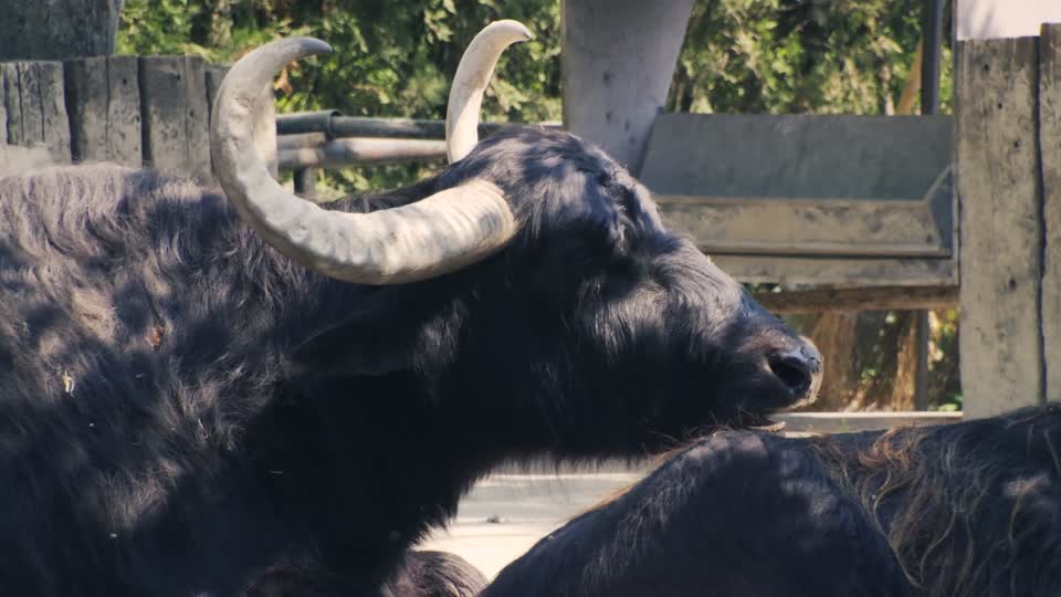 Buffalo water buffalo bubalus bubalis