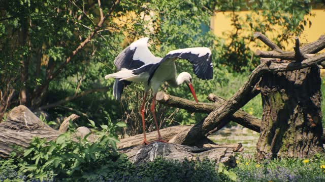 Heron grey heron egret
