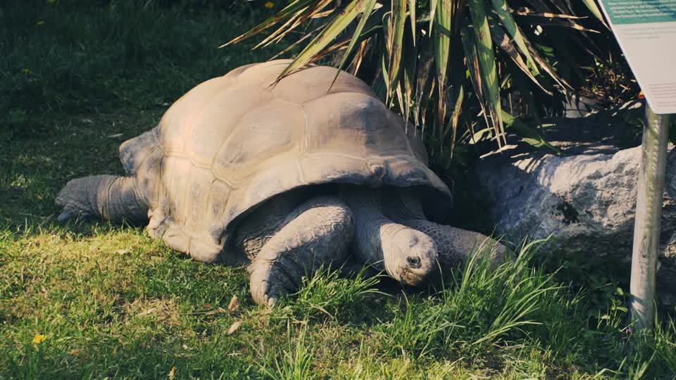 Aldabra giant tortoise giant tortoise tortoise