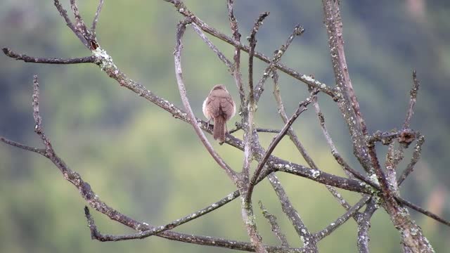 Nature tree bird