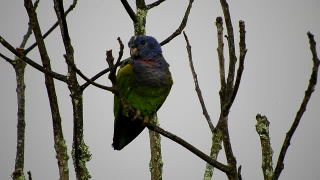 Nature bird parrot