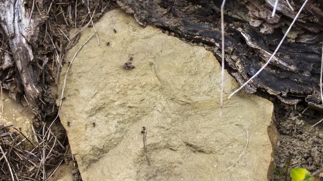 Ants anthill ants nest
