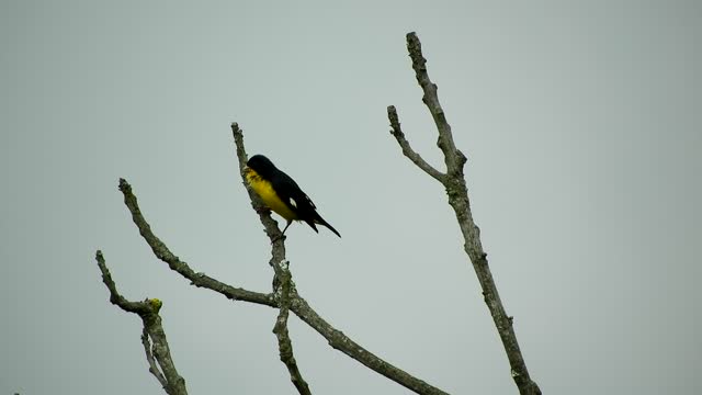 Nature bird colombia