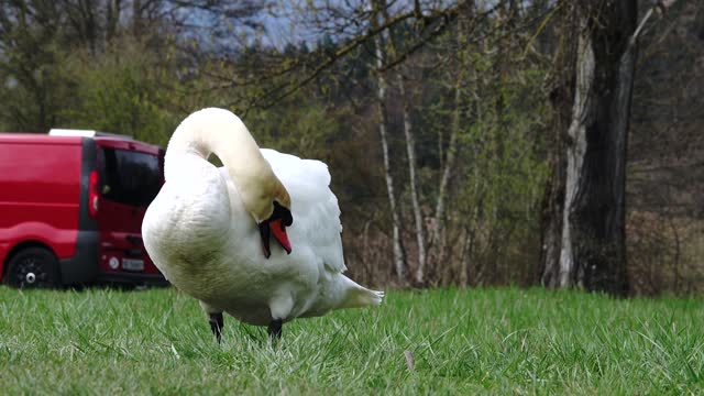 Swan clean white swan