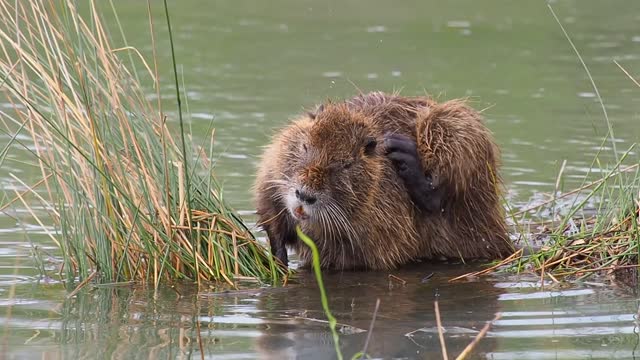 Nature animals rodents
