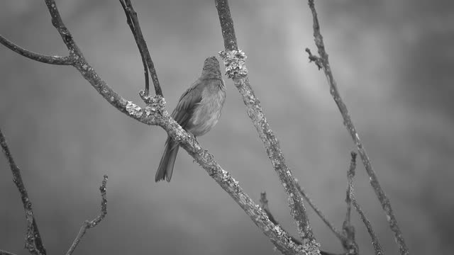 Nature bird colombia
