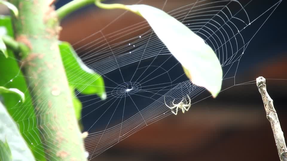 Insect spider weaving arachnid