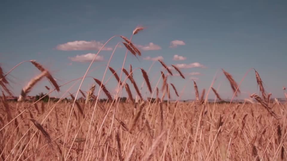 Landscape golden wheat wheat