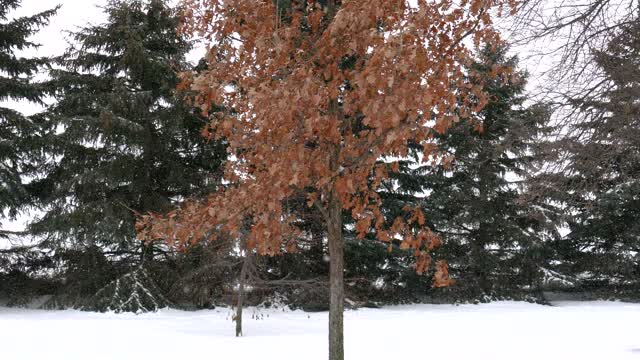 Snow winter fall