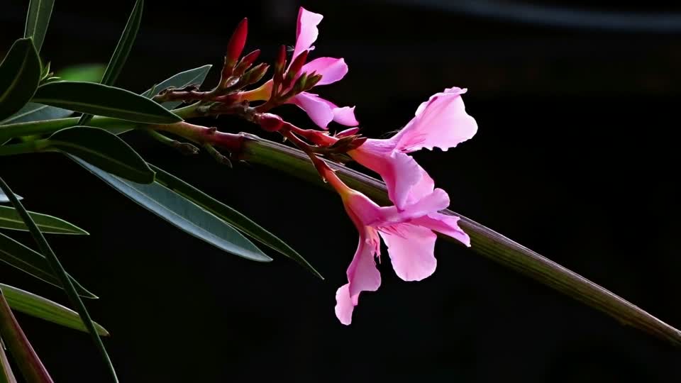 Flowers pink flowers pink flower