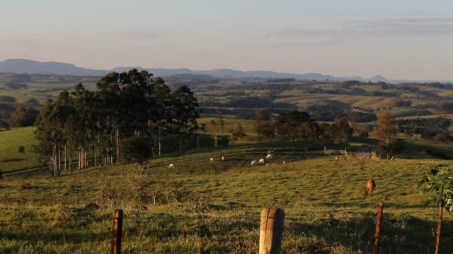 Herd pasture bovine
