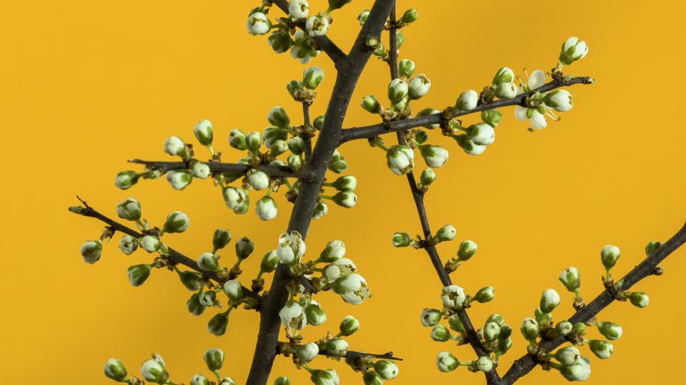 Blackthorn flower petals