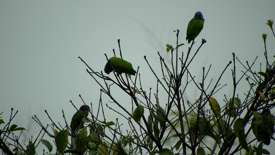 Nature birds parrots