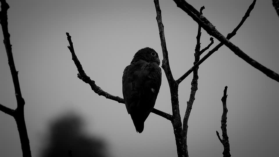 Nature bird parrot