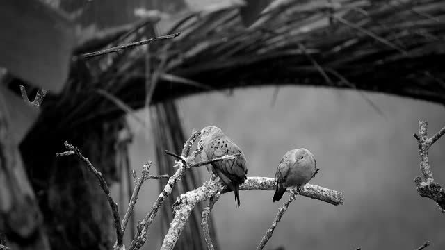 Black and white birds nature