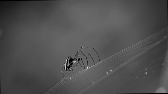 Black and white insect spider