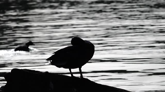 Duck water water bird