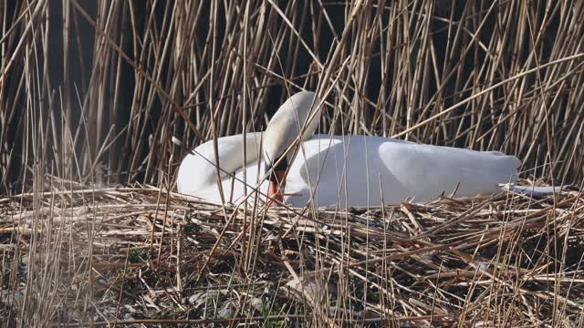 Swan nest laid