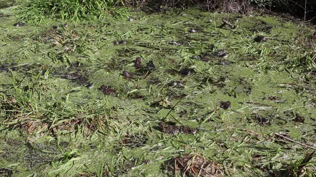 Frog frogs amphibian