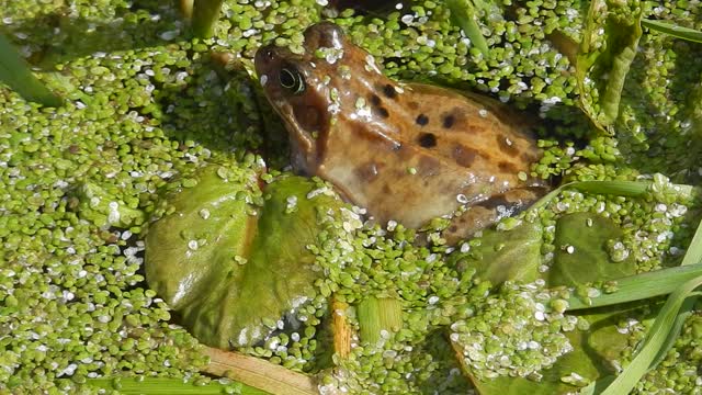 Frog amphibian water