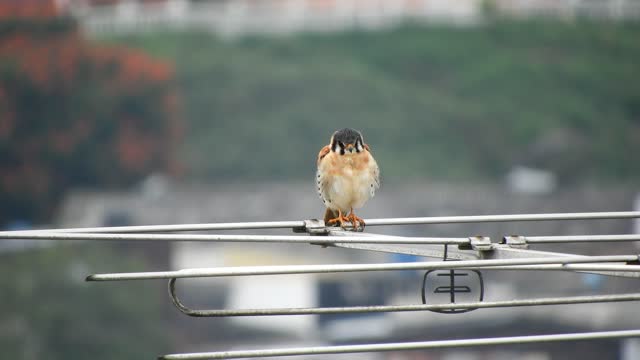 Nature bird raptor