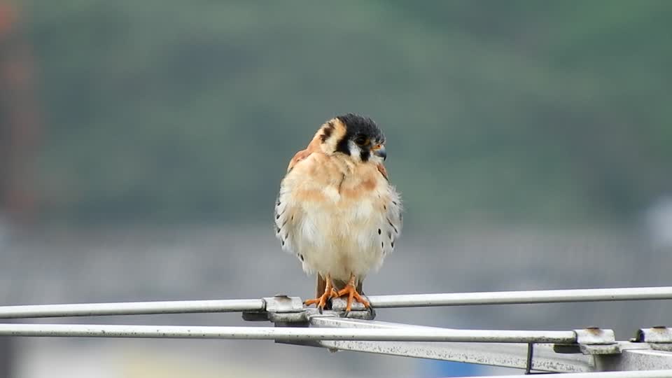 Nature bird harrier