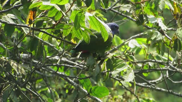 Nature bird parrot