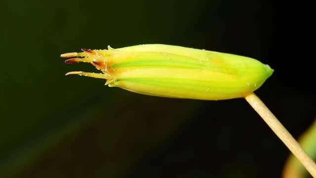 Flower insects macro