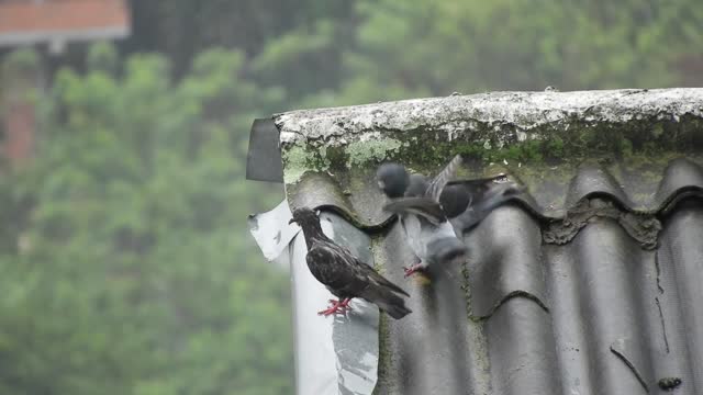 Birds pigeons colombia