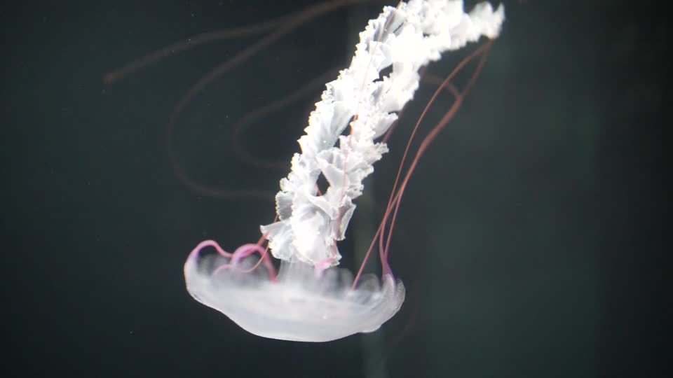 Jellyfish water aquarium
