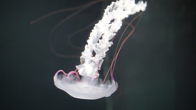 Jellyfish water aquarium