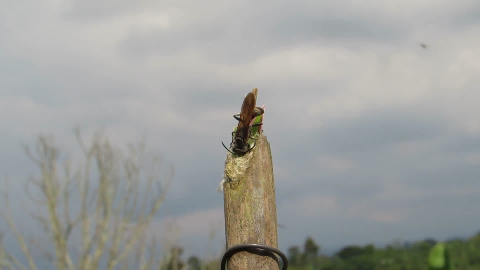 Nature insect wasp