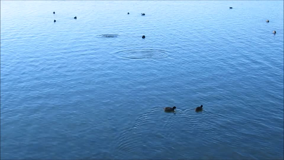 Black birds lake blue