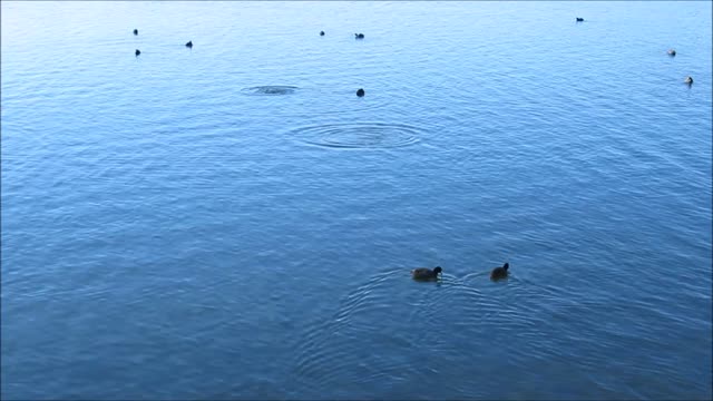 Black birds lake blue