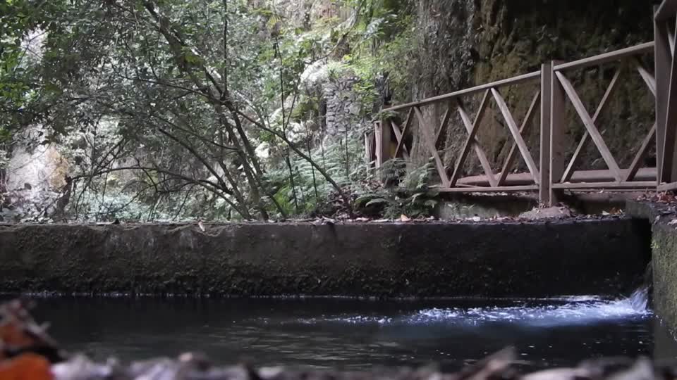 Los tilos san andrés y sauces la palma