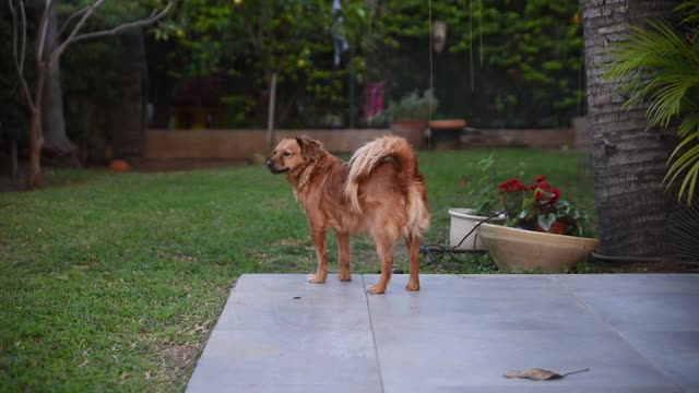 Dog pet animal