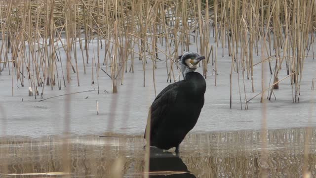 Cormorant winter reeds ice cream