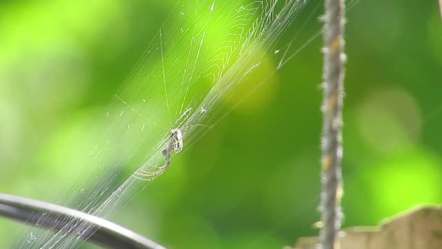 Macro spider yard
